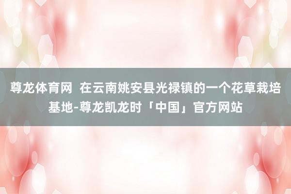 尊龙体育网  在云南姚安县光禄镇的一个花草栽培基地-尊龙凯龙时「中国」官方网站