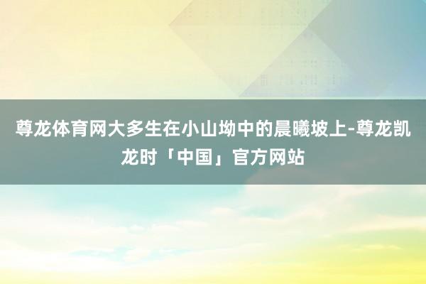 尊龙体育网大多生在小山坳中的晨曦坡上-尊龙凯龙时「中国」官方网站
